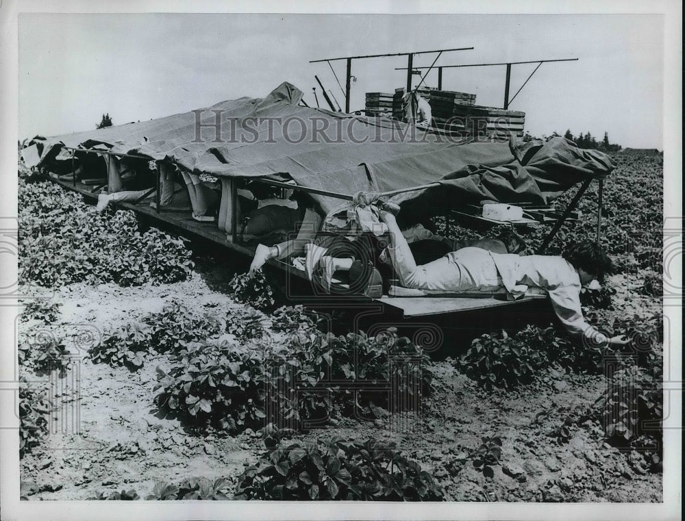 1962 Farmers Picking Strawberries On Farm - Historic Images