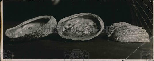 1923 Shells from a beach - Historic Images