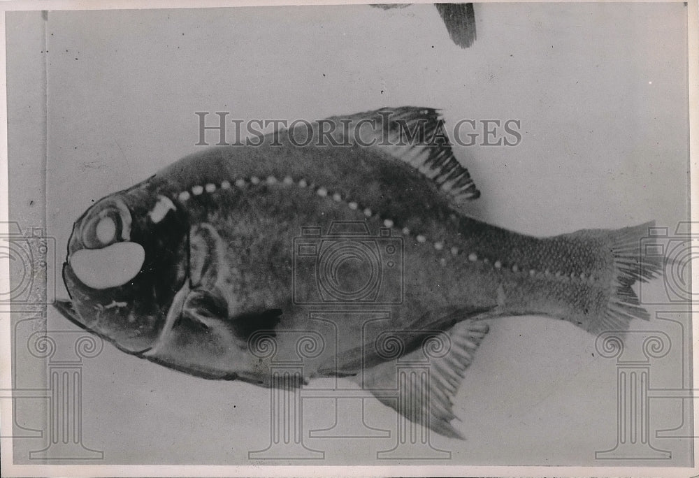 1940 fish cave lantern  - Historic Images