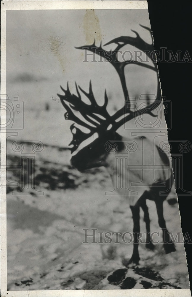 1943 Press Photo Caribou animal in wild - neb09733 - Historic Images