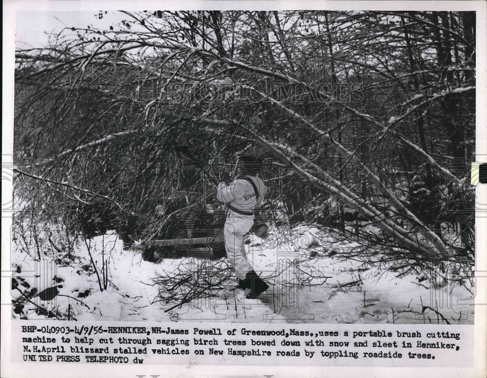 1956 Press Photo James Powell of Mass. cutting birch trees bowed by snow. - Historic Images