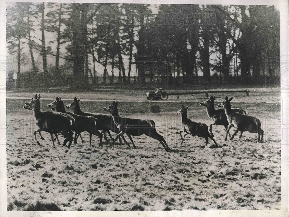 1938 Press Photo herd of deer in Savernake Forest, Wiltshire, England - Historic Images