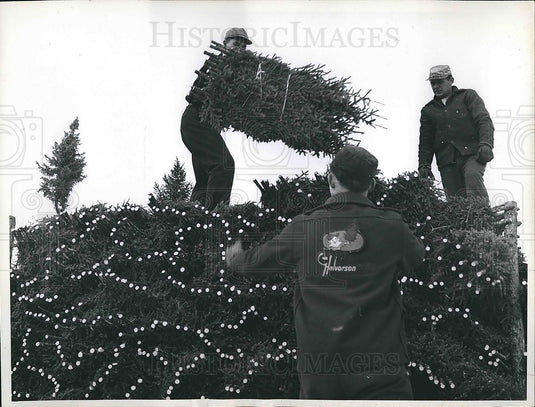 1960 Christmas Harvest of trees at farm in Duluth MInn - Historic Images