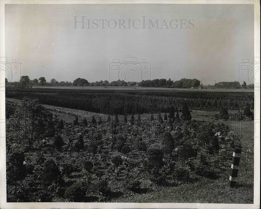 1942 Press Photo Lake County nurseries & rose gardens - Historic Images