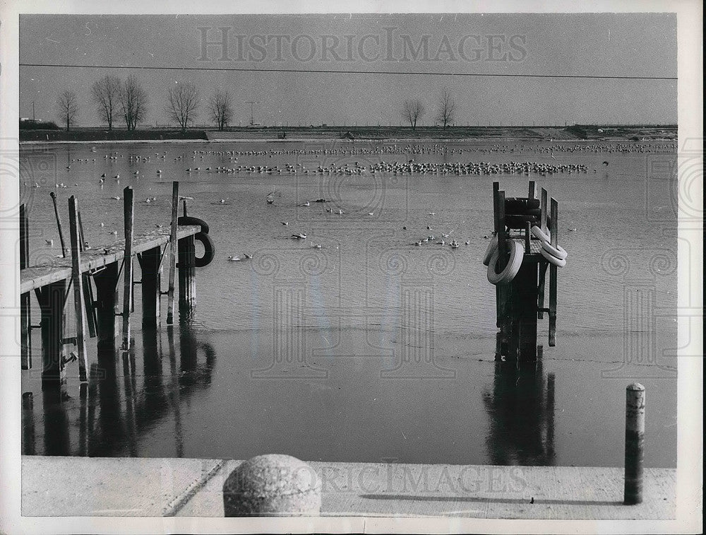 1955 Press Photo old boat docks &amp; seagulls make picturesque scene, Lake Michigan - Historic Images