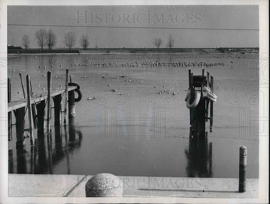 1955 Press Photo old boat docks & seagulls make picturesque scene, Lake Michigan - Historic Images