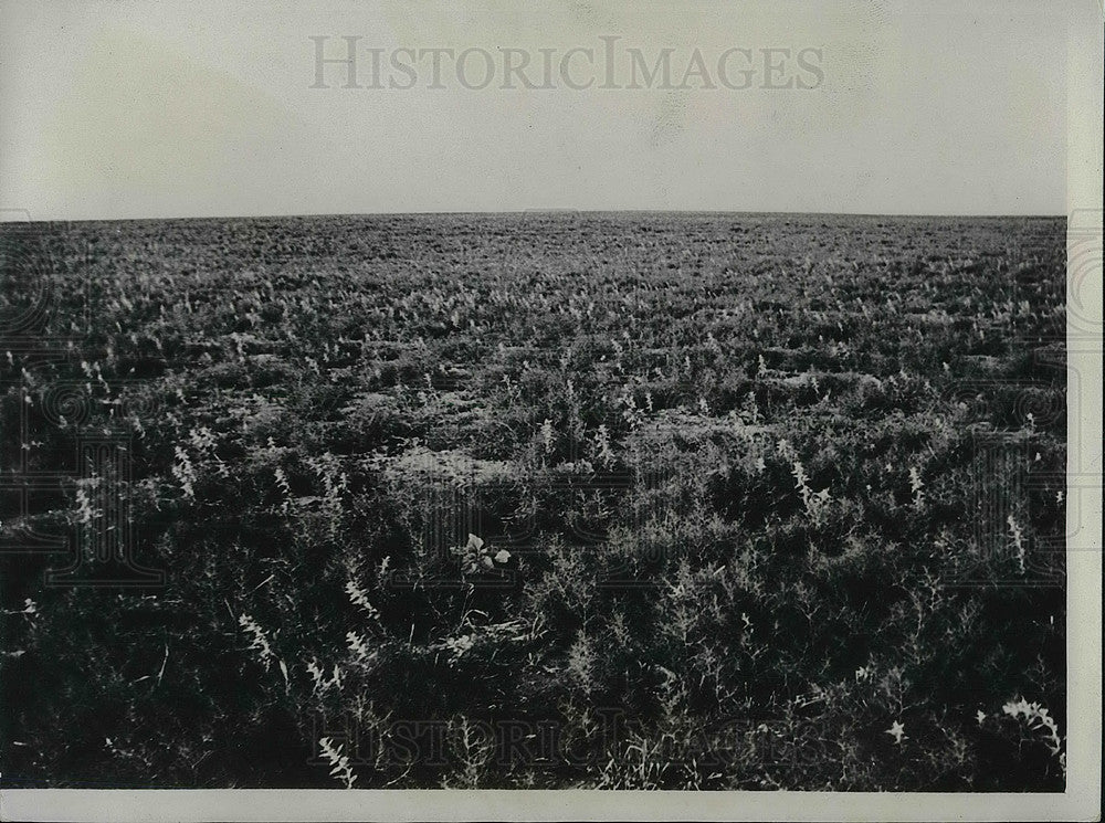 1934 Good wheat producing field near Piere, South Dakota - Historic Images