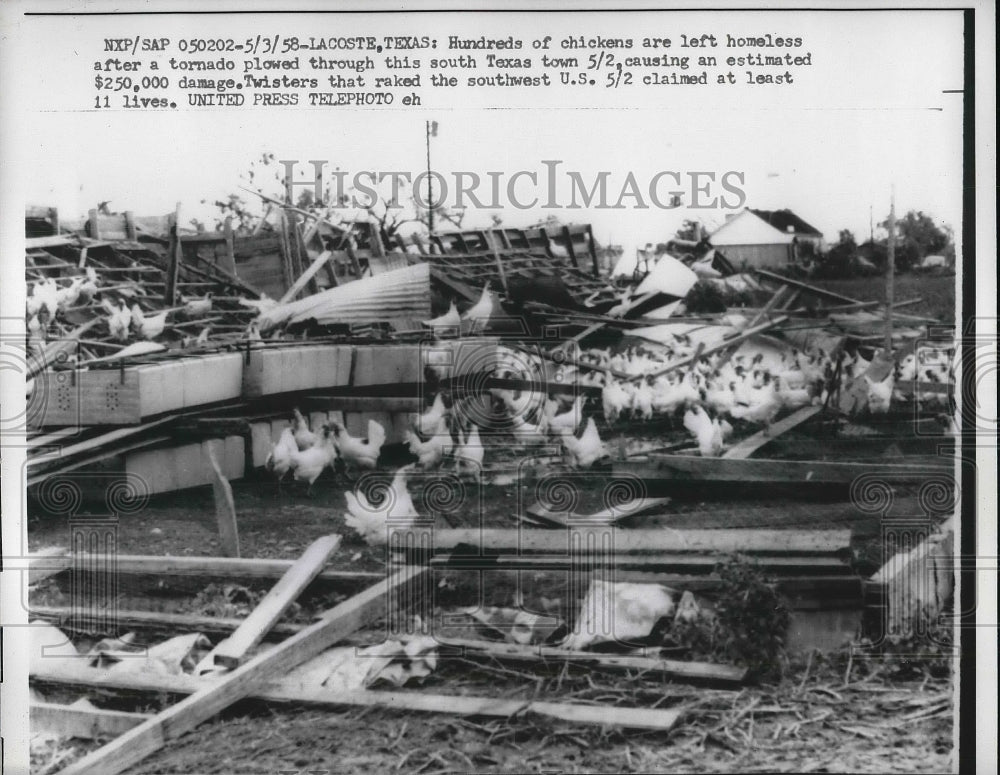 1958 Press Photo chickens loose home to tornado, Lacoste, TX - Historic Images