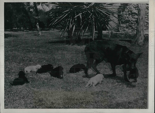 1939 Duchess Dumpy a Doberman pinscher & her puppies - Historic Images