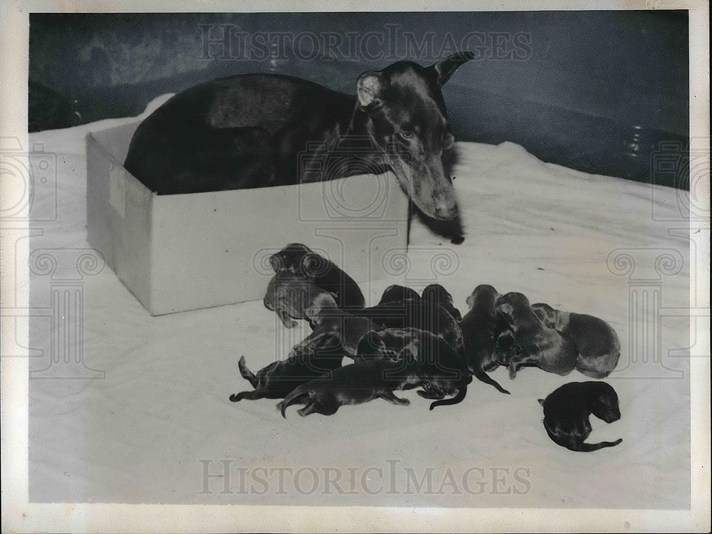 1945 Detroit, Mich Doberman pinscher &amp; her 15 puppies - Historic Images