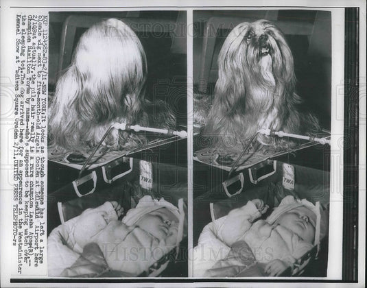 1957 NYC, ALhasa Apsa dog & 5 month old Angela Coolen - Historic Images