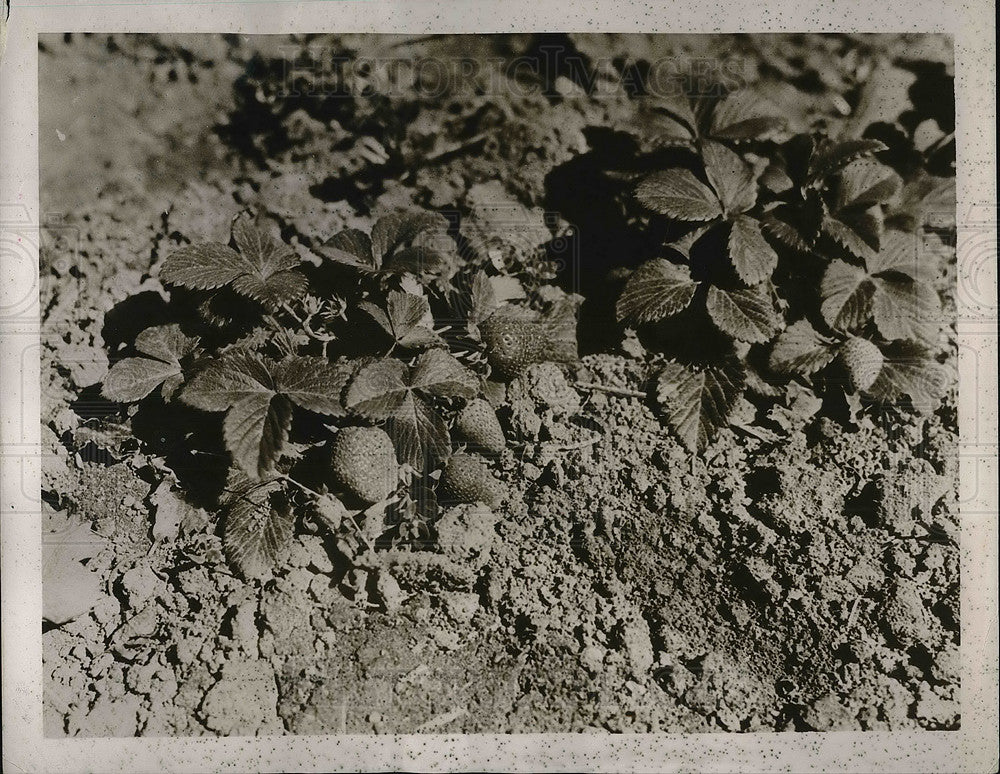 1939 Miami Beach, Fla. ripe strawberries on a farm - Historic Images