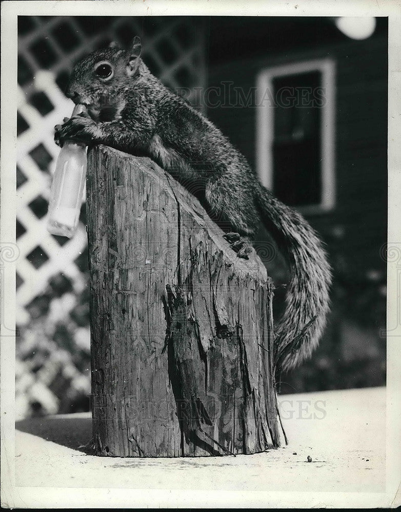 1941 Squirrel Sits On Top Of Log While Eating - Historic Images