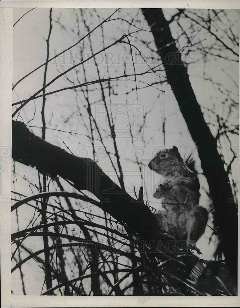 Squirrel Holds Nut While Sitting In A Tree - Historic Images