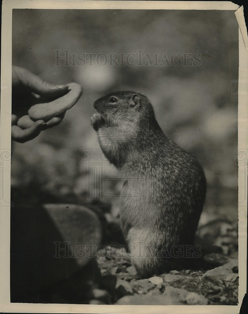 1926 Person Hand Feeds A Squirrel - Historic Images