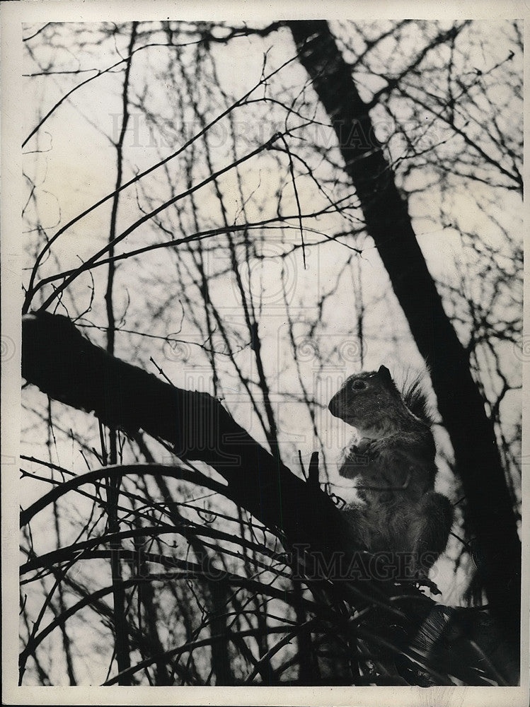 1939 Press Photo Squirrel Munches On A Nut While Sitting In A Tree - Historic Images