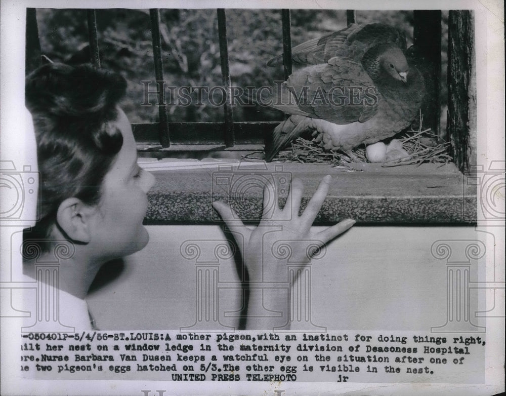 1956 mother pigeon nests on window of Deaconess Maternity hospital - Historic Images