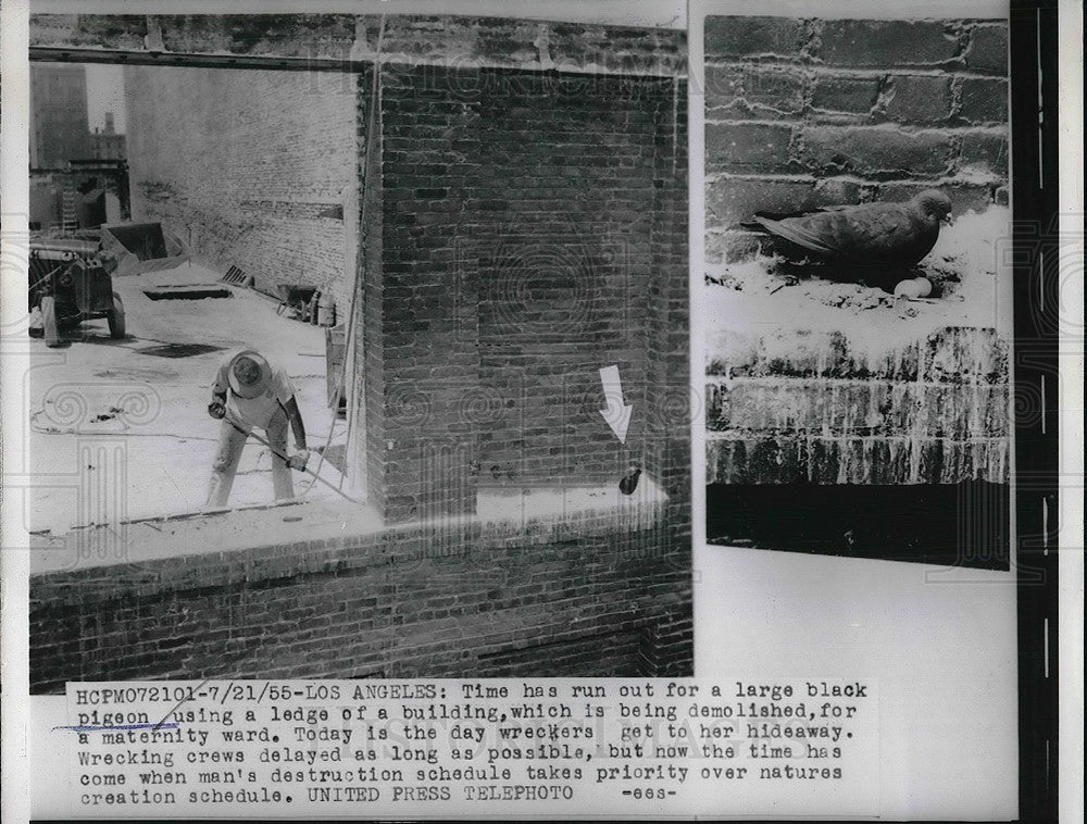 1955 LA, Calif. pigeon on ledge of building to be destroyed - Historic Images