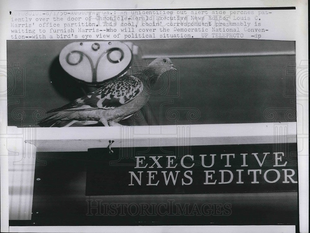 1956 Press Photo Augusta, Ga Pigeon on door of Chronicle bldg-Historic Images