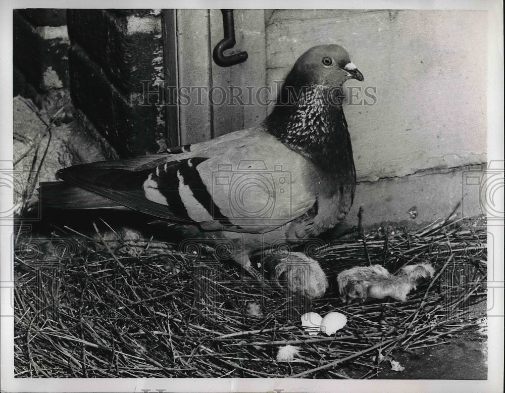 1955 Press Photo Mount Sinai Hospital New York Pigeon Nest - Historic Images