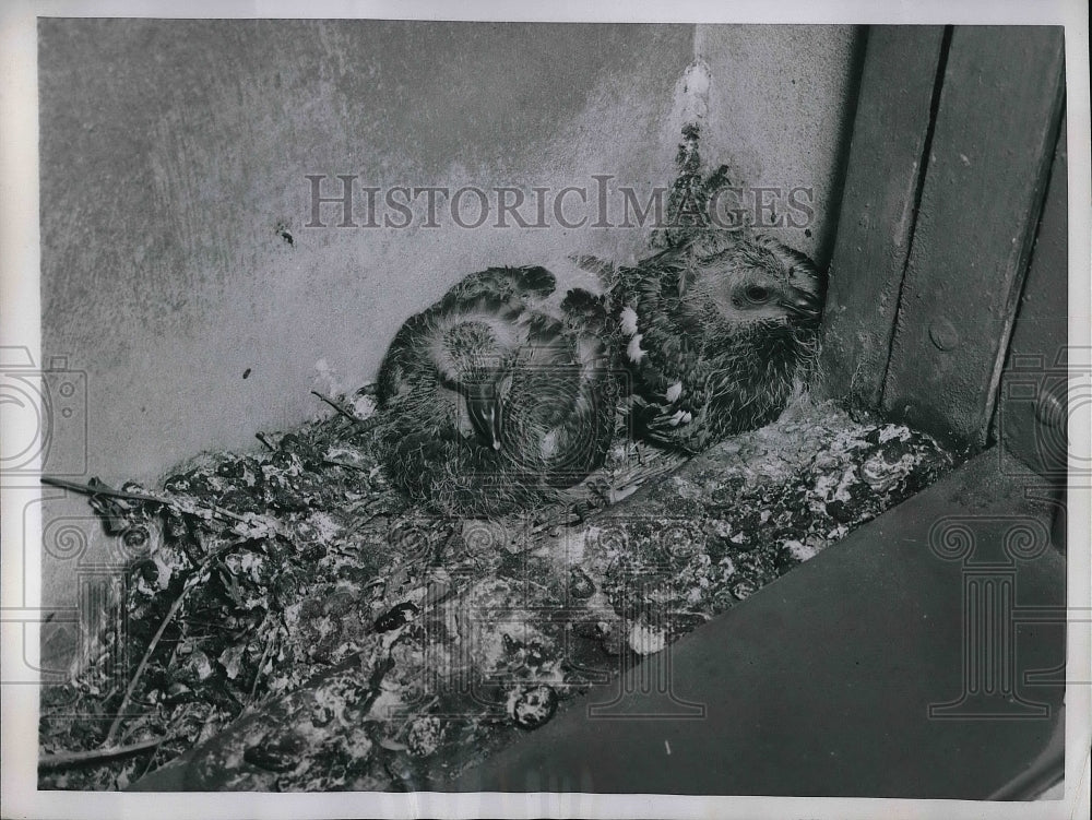 1953 Press Photo Fifth Avenue New York Pigeon Nest With Eggs - Historic Images