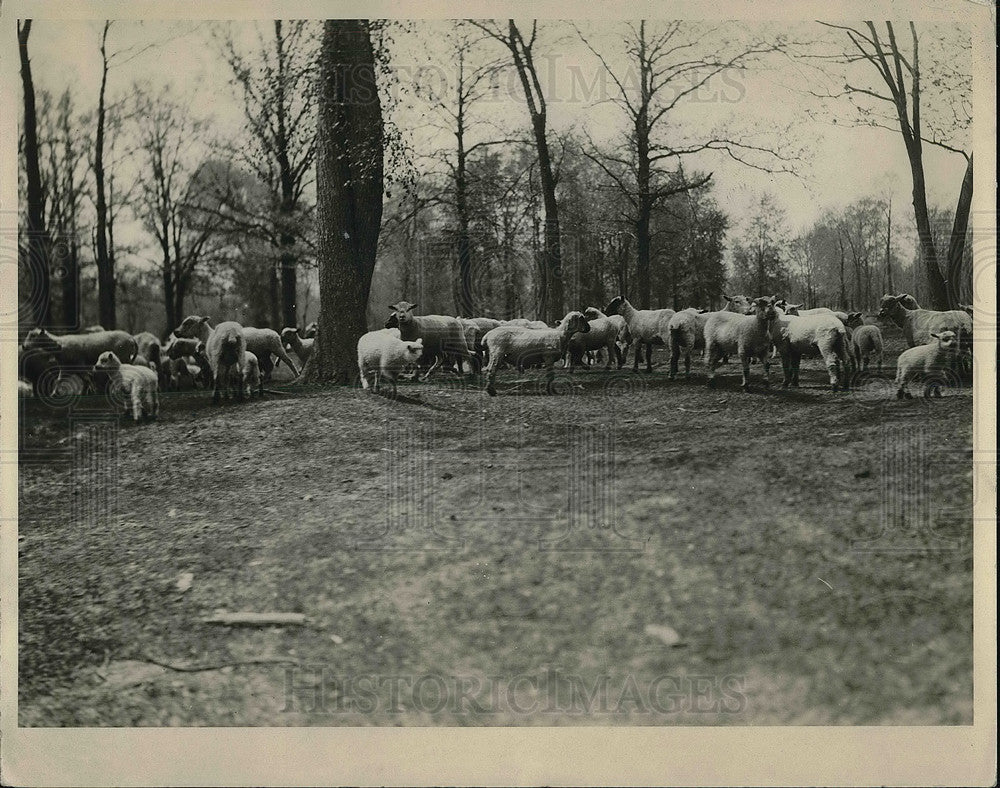 1933 Press Photo Farmer Singler&#39;s herd of sheep on his farm - Historic Images