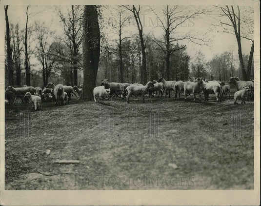 1933 Press Photo Farmer Singler's herd of sheep on his farm - Historic Images