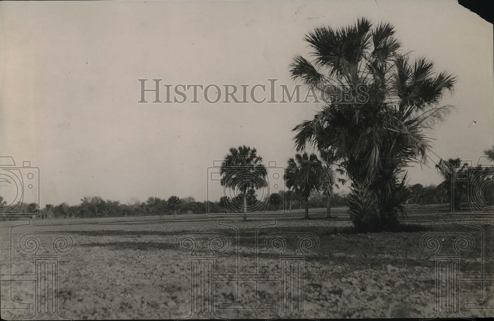 Press Photo Open field with a select amount of trees. - Historic Images