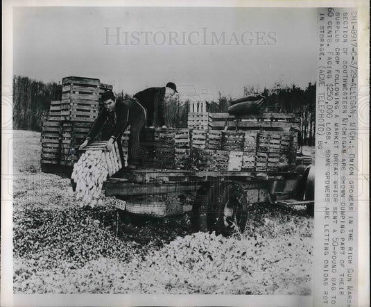 1950 Press Photo Onion Growers Rich Gun Marsh Section - Historic Images