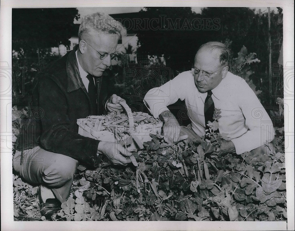 1949 Snap Beans Produce farming - Historic Images