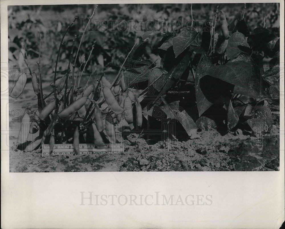 1949 Press Photo A Triumph Lima bean plant full of pods-Historic Images