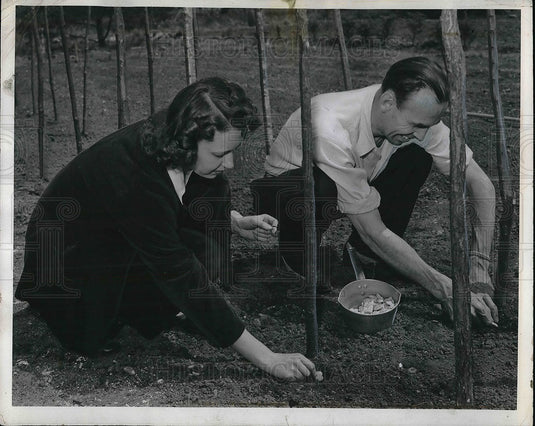 1944 Press Photo Mr & Mrs Max Sheriger planting lima beans - Historic Images