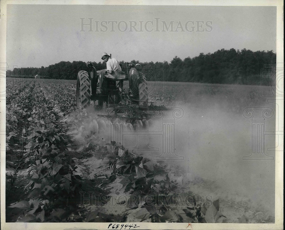 1943 Salisbury,Md farmer H Wilson Lowe &amp; his bean crops - Historic Images