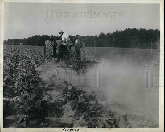 1943 Salisbury,Md farmer H Wilson Lowe & his bean crops - Historic Images