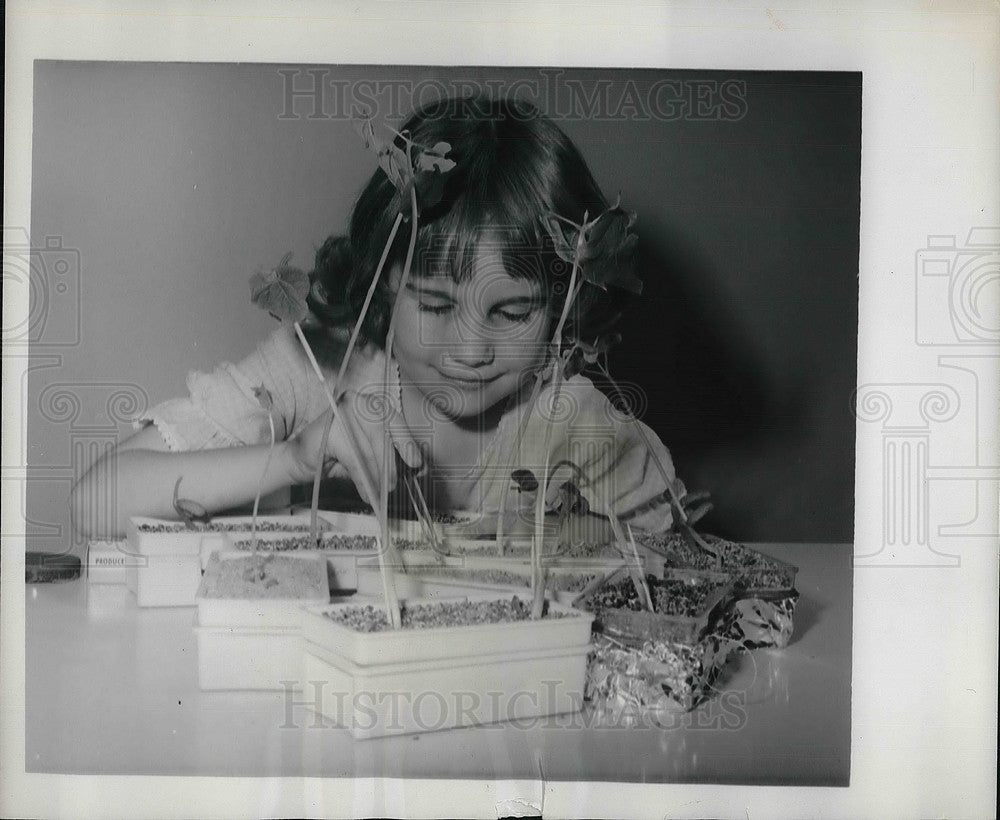 1963 Press Photo NYC, Young girl tending her bean sprouts for a science exp.-Historic Images