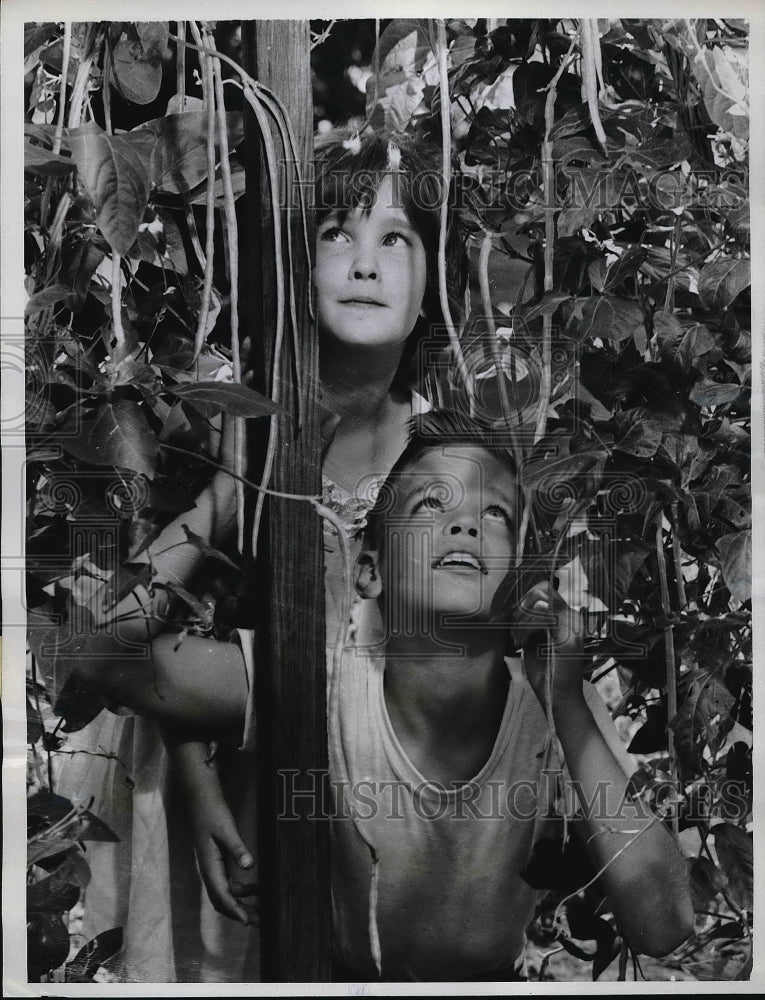 1961 Press Photo Steven &amp; Martha Dyer looking at a beanstalk in there backyard - Historic Images