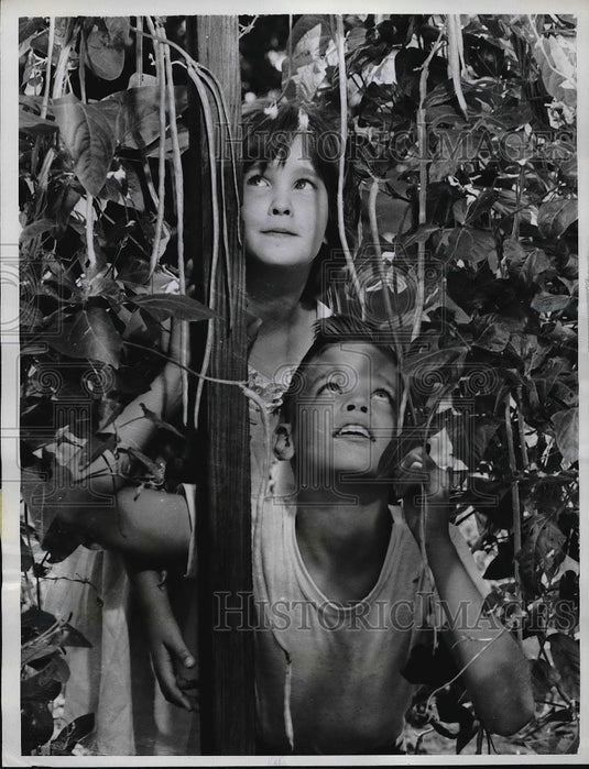 1961 Press Photo Steven & Martha Dyer looking at a beanstalk in there backyard - Historic Images