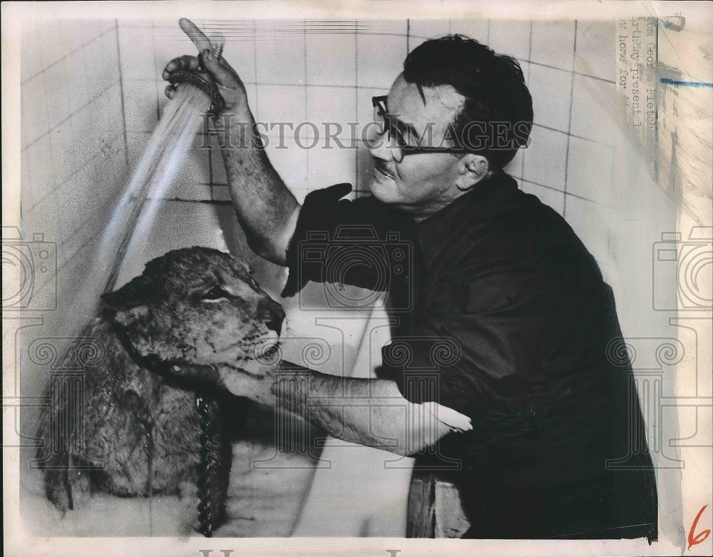 1951 Press Photo Trainer Washing Tiger In Tub-Historic Images