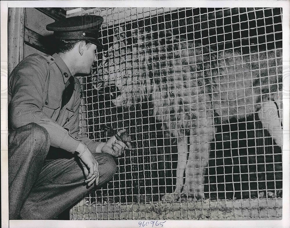 1951 Man Takes Care Of Pet Tiger - Historic Images