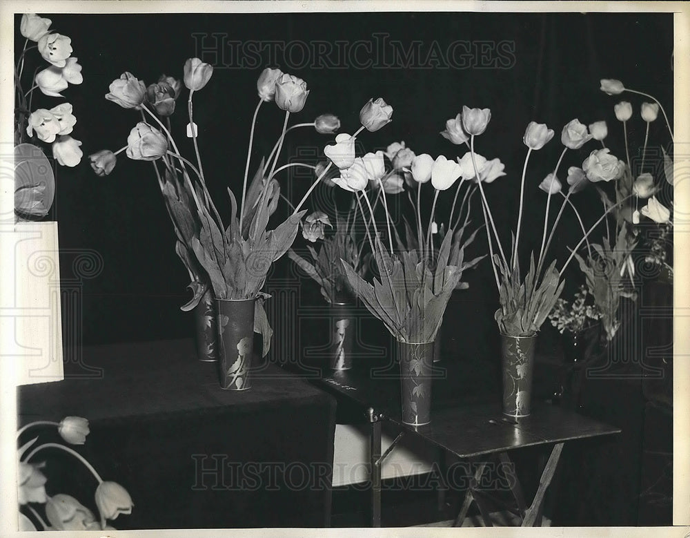 1936 Darwin tulips by JP Morgan in Nassau County flower show, NY - Historic Images