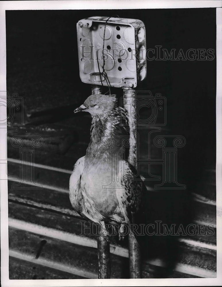 1957 Pigeon dead on Electrical Outlet York, Pa-Historic Images