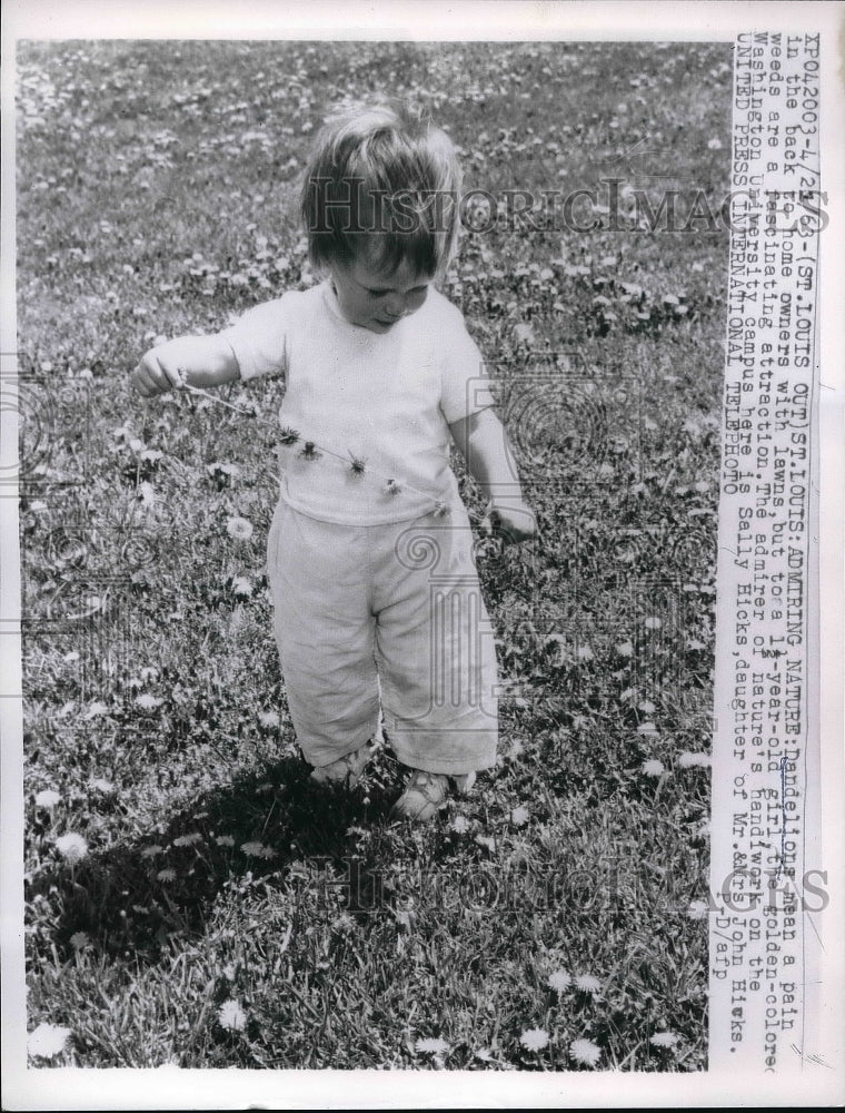 1963 Press Photo Sally Hicks, Daughter Mr. &amp; Mrs. John Hicks Picks Dandelions - Historic Images