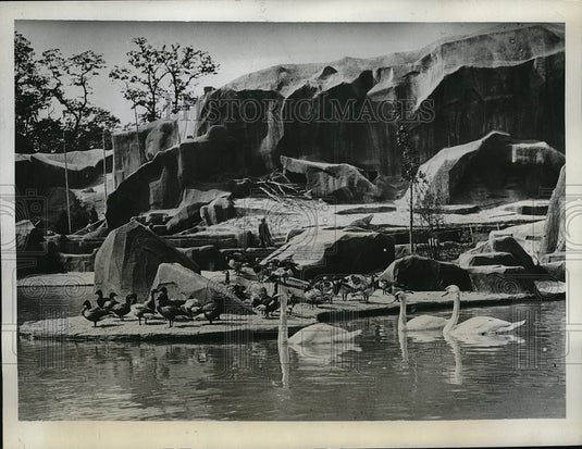 1934 Press Photo Swans and Ducks in Aquatic Seciton of Paris Zoo-Historic Images