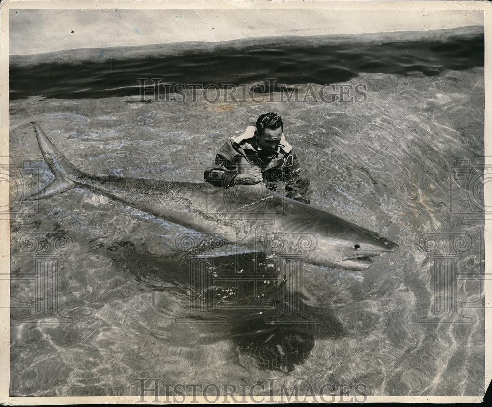 1959 Press Photo Diver Taking a Shark for Walk in Marine Studios - Historic Images