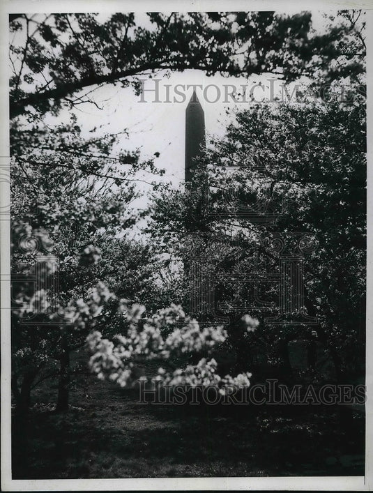 1936 Washington Monument Framed by Cherry Blossoms Washington DC - Historic Images