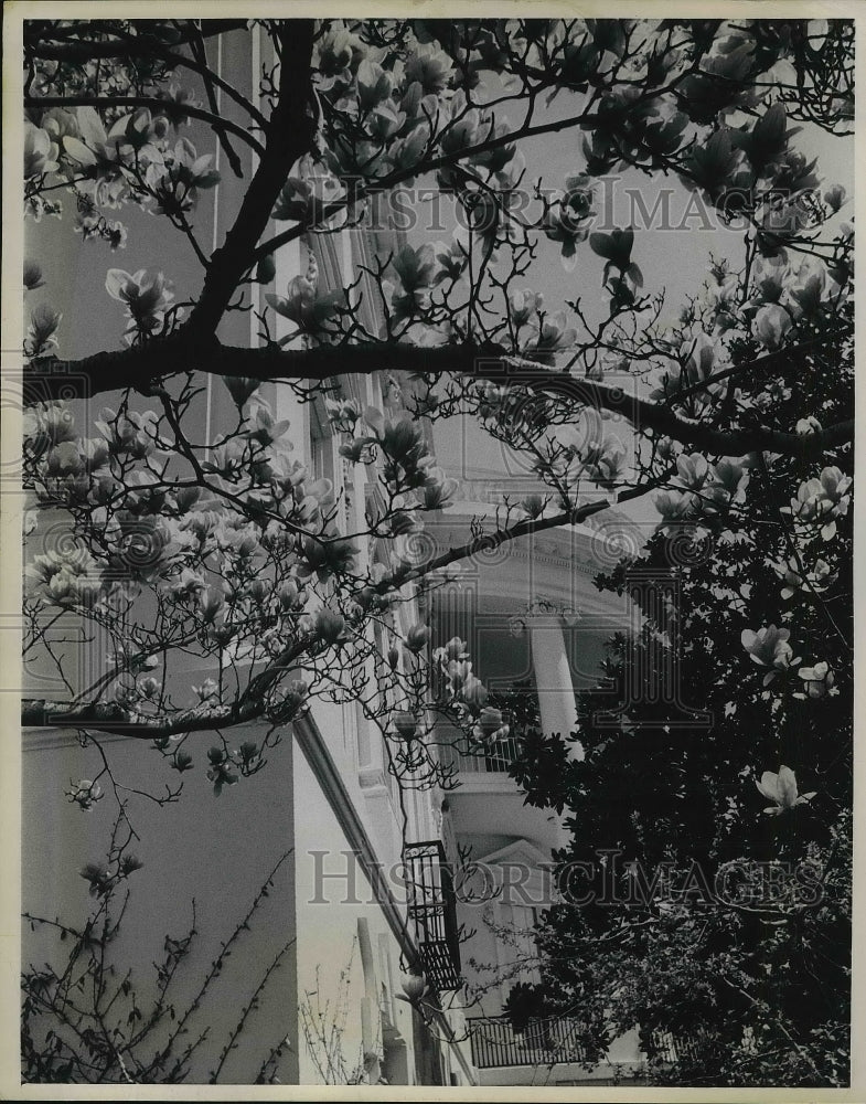 1969 Press Photo Magnolias &amp; Cherry Blossoms Blooming South Ground White House - Historic Images