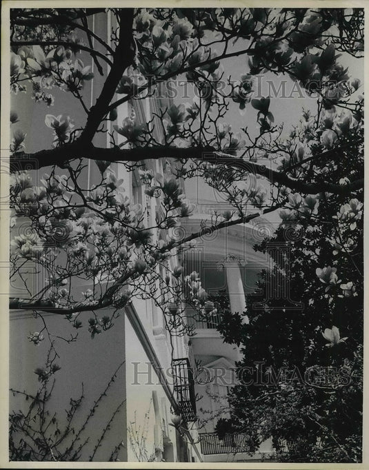 1969 Press Photo Magnolias & Cherry Blossoms Blooming South Ground White House - Historic Images