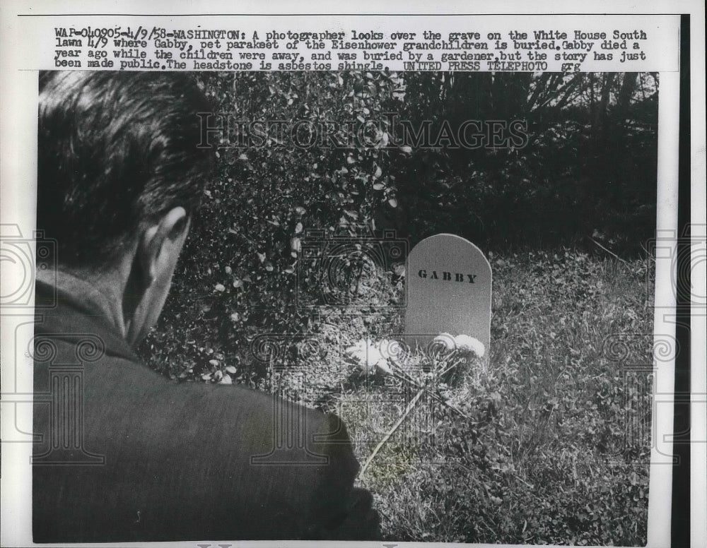 1958 Press Photo Grave of Eisenhowers Grandchildren&#39;s Pet Bird Gabby - Historic Images