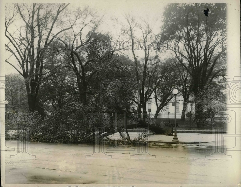 1927 Press Photo Tree in Front of White House Uprooted by Storm - Historic Images