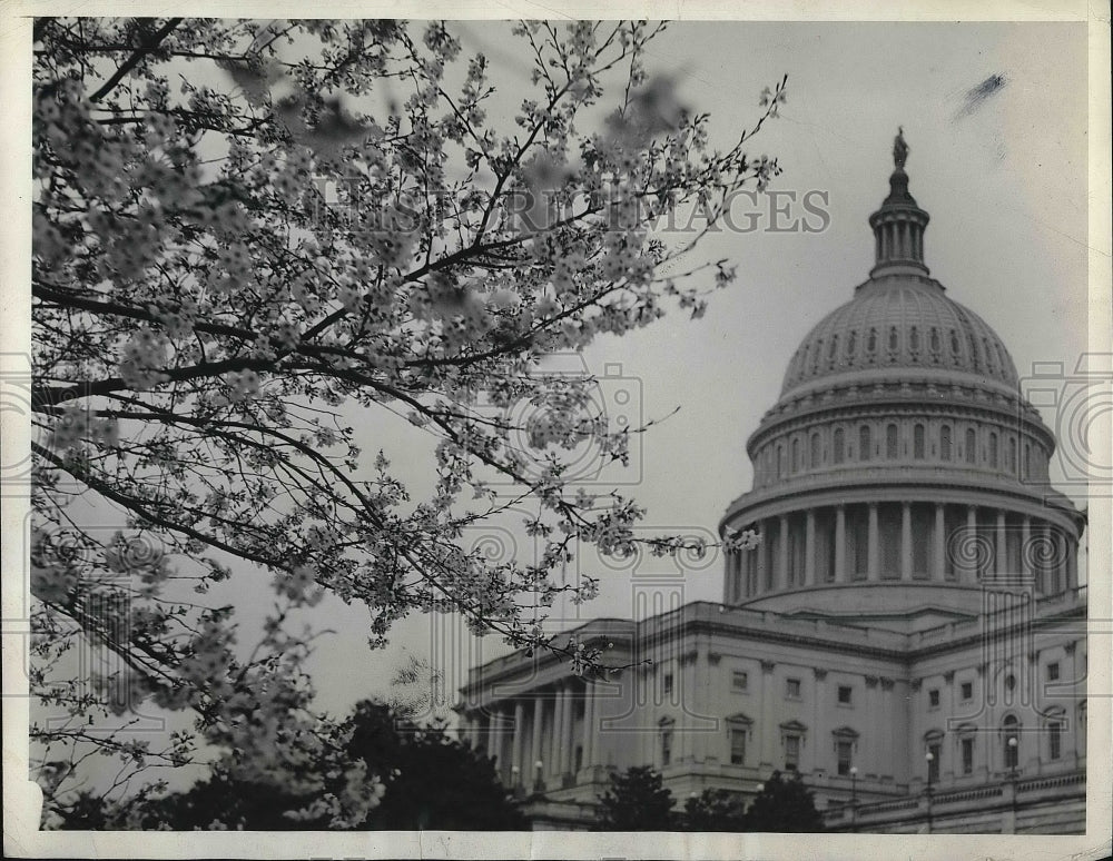 1934 Japanese Cherry Blossoms on Capitol Grounds, Washington, DC - Historic Images